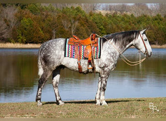 Percherón, Caballo castrado, 10 años, 163 cm, Tordo rodado