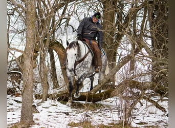 Percherón, Caballo castrado, 10 años, 163 cm, Tordo rodado