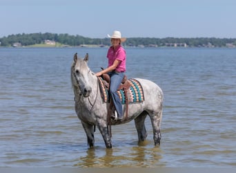 Percherón, Caballo castrado, 10 años, 165 cm, Tordo rodado