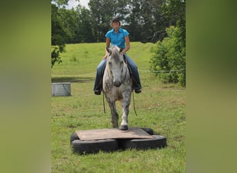 Percherón, Caballo castrado, 10 años, 165 cm, Tordo rodado