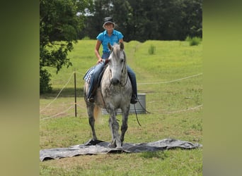 Percherón, Caballo castrado, 10 años, 165 cm, Tordo rodado