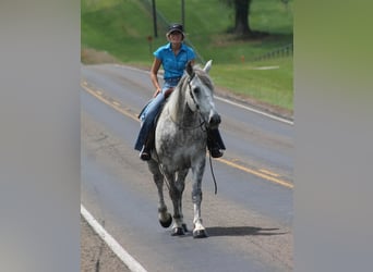 Percherón, Caballo castrado, 10 años, 165 cm, Tordo rodado