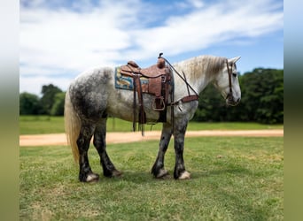 Percherón, Caballo castrado, 10 años, 168 cm, Tordo