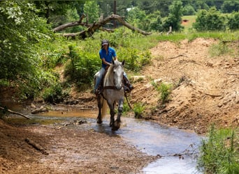 Percherón, Caballo castrado, 10 años, 168 cm, Tordo