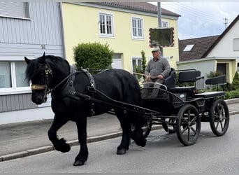 Percherón, Caballo castrado, 10 años, 174 cm, Negro