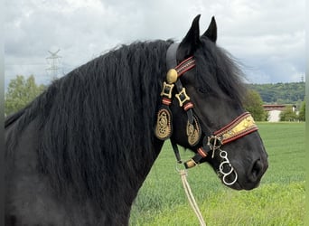 Percherón, Caballo castrado, 10 años, 174 cm, Negro