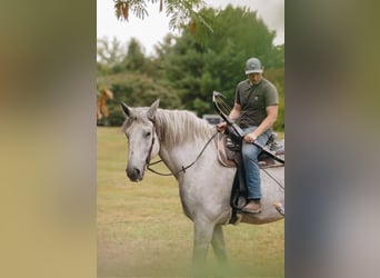 Percherón, Caballo castrado, 10 años, 175 cm, Tordo rodado