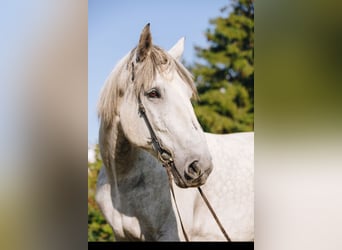 Percherón, Caballo castrado, 10 años, 175 cm, Tordo rodado