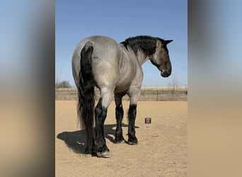 Percherón, Caballo castrado, 10 años, 180 cm, Ruano azulado