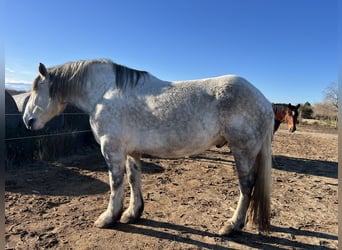 Percherón, Caballo castrado, 10 años, 182 cm, Tordo