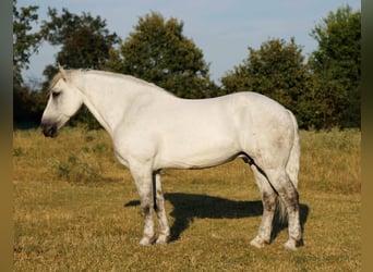 Percherón Mestizo, Caballo castrado, 11 años, 160 cm, Tordo