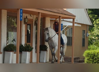 Percherón Mestizo, Caballo castrado, 11 años, 160 cm, Tordo