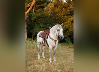 Percherón Mestizo, Caballo castrado, 11 años, 160 cm, Tordo