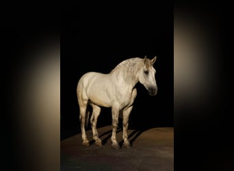 Percherón Mestizo, Caballo castrado, 11 años, 160 cm, Tordo