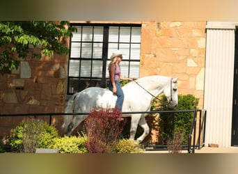 Percherón Mestizo, Caballo castrado, 11 años, 160 cm, Tordo