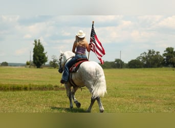 Percherón Mestizo, Caballo castrado, 11 años, 160 cm, Tordo