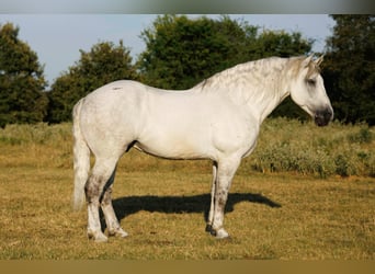 Percherón Mestizo, Caballo castrado, 11 años, 160 cm, Tordo