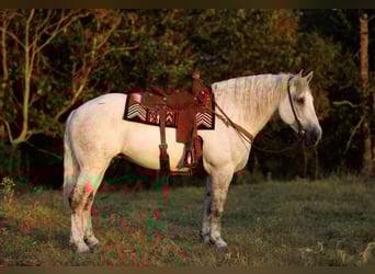 Percherón Mestizo, Caballo castrado, 11 años, 160 cm, Tordo