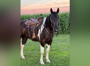 Percherón, Caballo castrado, 11 años, 163 cm, Tobiano-todas las-capas