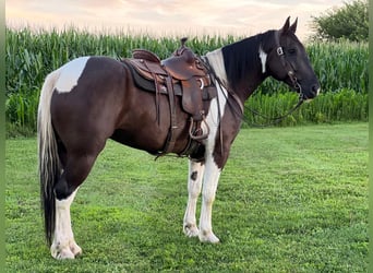 Percherón, Caballo castrado, 11 años, 163 cm, Tobiano-todas las-capas