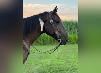 Percherón, Caballo castrado, 11 años, 163 cm, Tobiano-todas las-capas