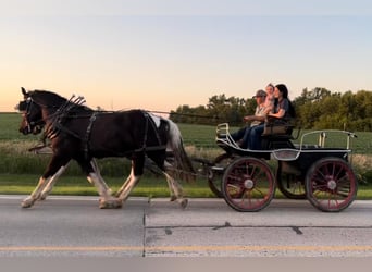 Percherón, Caballo castrado, 11 años, 163 cm, Tobiano-todas las-capas