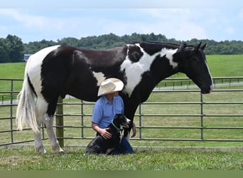 Percherón, Caballo castrado, 11 años, 168 cm, Tobiano-todas las-capas