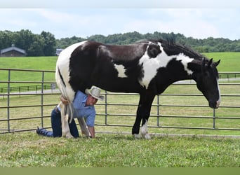 Percherón, Caballo castrado, 11 años, 168 cm, Tobiano-todas las-capas