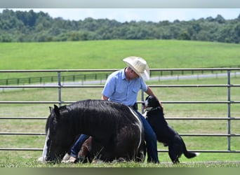 Percherón, Caballo castrado, 11 años, 168 cm, Tobiano-todas las-capas