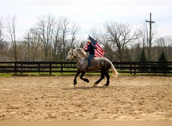 Percherón, Caballo castrado, 11 años, Tordo rodado