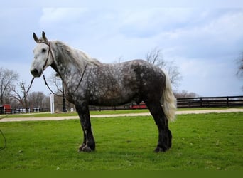 Percherón, Caballo castrado, 11 años, Tordo rodado