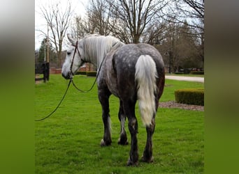 Percherón, Caballo castrado, 11 años, Tordo rodado