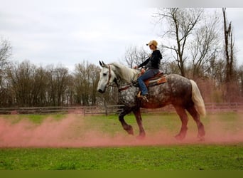 Percherón, Caballo castrado, 11 años, Tordo rodado