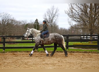 Percherón, Caballo castrado, 11 años, Tordo rodado