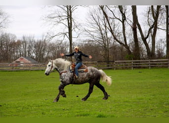 Percherón, Caballo castrado, 11 años, Tordo rodado