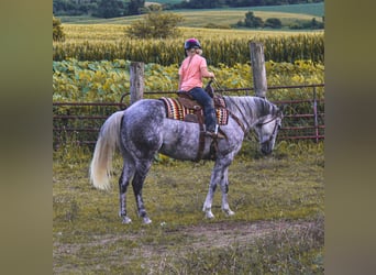 Percherón, Caballo castrado, 12 años, 160 cm, Tordo rodado