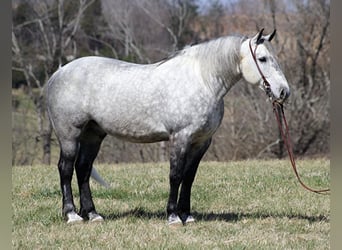 Percherón, Caballo castrado, 12 años, 163 cm, Tordo