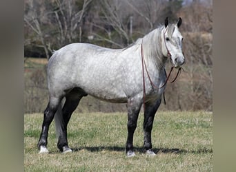 Percherón, Caballo castrado, 12 años, 163 cm, Tordo