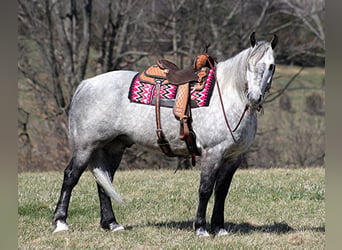 Percherón, Caballo castrado, 12 años, 163 cm, Tordo