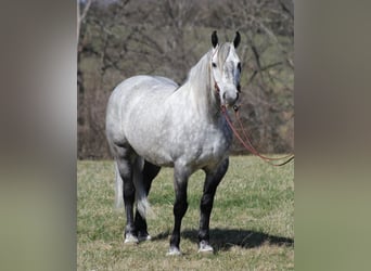 Percherón, Caballo castrado, 12 años, 163 cm, Tordo