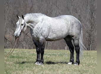 Percherón, Caballo castrado, 12 años, 163 cm, Tordo