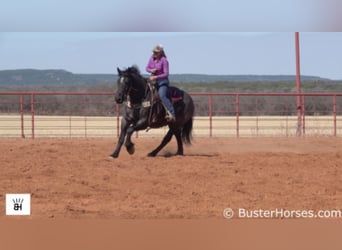 Percherón, Caballo castrado, 12 años, 165 cm, Ruano azulado