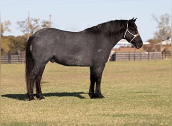 Percherón, Caballo castrado, 12 años, 165 cm, Ruano azulado