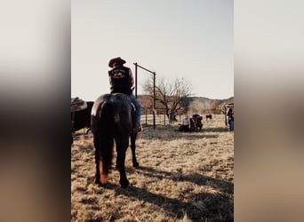 Percherón, Caballo castrado, 12 años, 165 cm, Ruano azulado