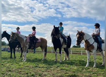 Percherón, Caballo castrado, 12 años, 175 cm, Tobiano-todas las-capas