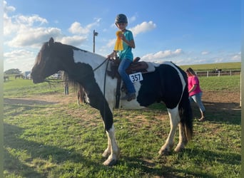 Percherón, Caballo castrado, 12 años, 175 cm, Tobiano-todas las-capas