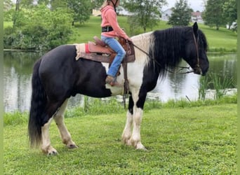 Percherón, Caballo castrado, 12 años, 175 cm, Tobiano-todas las-capas