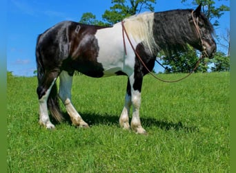 Percherón, Caballo castrado, 12 años, 175 cm, Tobiano-todas las-capas