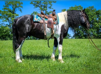 Percherón, Caballo castrado, 12 años, 175 cm, Tobiano-todas las-capas