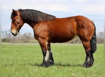 Percherón, Caballo castrado, 12 años, 178 cm, Castaño rojizo